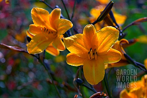 HEMEROCALLIS_GOLDEN_CHIMES_CLOSE_UP_FLOWERS