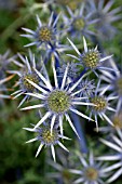 ERYNGIUM BOURGATII