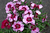 DIANTHUS CORONA CHERRY MAGIC