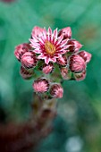 SEMPERVIVUM TOPAZ