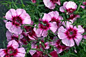 DIANTHUS CORONA CHERRY MAGIC