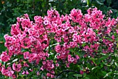 PHLOX PANICULATA WINDSOR