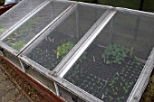 SEEDLINGS IN COLD FRAME WITH PROTECTIVE NETTING