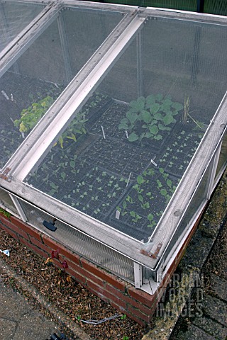 SEEDLINGS_IN_COLD_FRAME_WITH_PROTECTIVE_NETTING