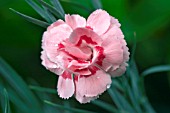 DIANTHUS DORIS