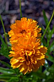 COREOPSIS GRANDIFLORA EARLY SUNRISE