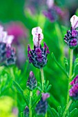 LAVANDULA STOECHAS KEW RED