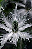 ERYNGIUM GIGANTEUM SILVER GHOST