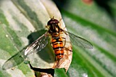 HOVERFLY (EPISYRPHUS BALTEATUS)