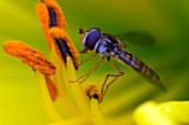 HOVERFLY (EPISYRPHUS BALTEATUS)