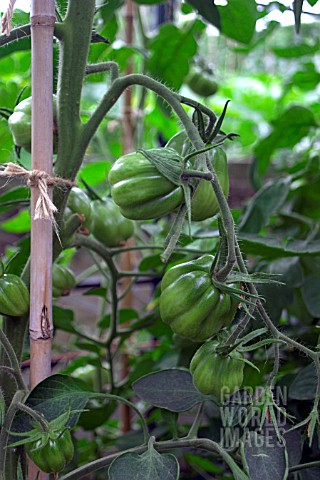 GREEN_TOMATO_CANESTRINO_DI_LUCCA