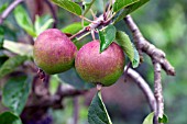 APPLE ELLISONS ORANGE(MALUS DOMESTICA)