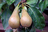 PEAR CONFERENCE (PYRUS COMMUNIS)