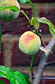 PEACH PEREGRINE (PRUNUS PERSICA)