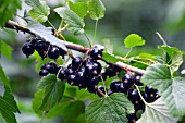 BLACKCURRANT BEN SAREK (RIBES NIGRUM)