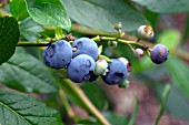 BLUEBERRY PATRIOT (VACCINIUM CORYMBOSUM)