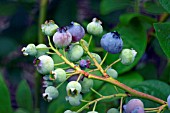 BLUEBERRY COVILLE  (VACCINIUM CORYMBOSUM)