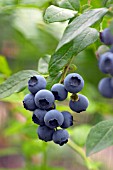 BLUEBERRY EARLIBLUE (VACCINIUM CORYMBOSUM)