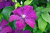 CLEMATIS ROUGE CARDINAL (JACKMANII GROUP)