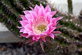 ECHINOPSIS STARS STRIPES