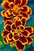 TAGETES PATULA DURANGO FLAME