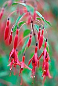 FUCHSIA MAGELLANICA, (LADYS EARDROPS)