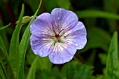 GERANIUM WALLICHIANUM BUXTONS BLUE (CRANES BILL)