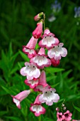 PENSTEMON BEECH PARK