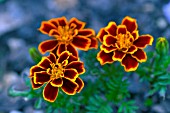 TAGETES PATULA DURANGO FLAME