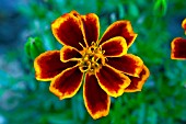 TAGETES PATULA DURANGO FLAME