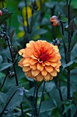 DAHLIA DAVID HOWARD