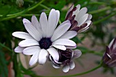 OSTEOSPERMUM ECKLONIS