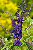 BUDDLEIA DAVIDII BLACK KNIGHT