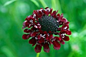 SCABIOSA ATROPURPUREAACE OF SPADES