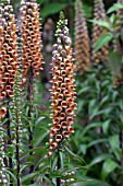 DIGITALIS FERRUGINEA