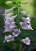 DIGITALIS PURPUREA CAMELOT LIGHT LAVENDER