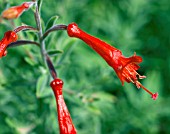 ZAUSCHNERIA CALIFORNICA WESTERN HILLS