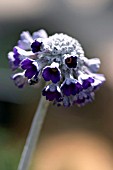 PRIMULA CAPITATA SSP MORLANA