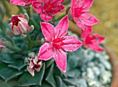 GRAPTOPETALUM BELLUM