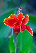 CANNA ROSEMUND COLES