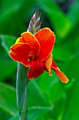 CANNA ROSEMUND COLES