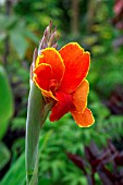 CANNA ROSEMUND COLES