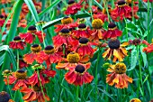 HELENIUM INDIANERSOMMER