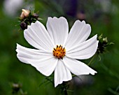 COSMOS BIPPINATUS PURITY