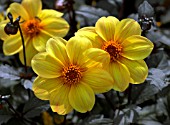 DAHLIA YELLOW HAMMER