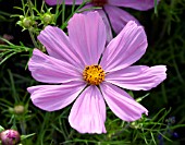 COSMOS BIPPINATUS SONATA PINK