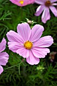 COSMOS BIPPINATUS SONATA PINK