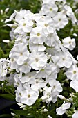 PHLOX PANICULATA SNOW HARE