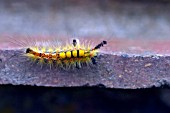 VAPOURER MOTH LARVA (ORGYIA ANTIQUA)