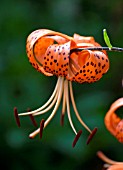 LILIUM LANCIFOLIUM SPLENDENS